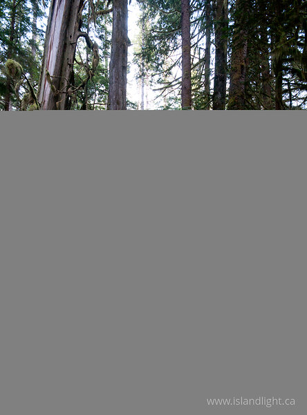 Landscape  photo from Grandfather Grove, Green Valley Cortes Island, BC Canada.