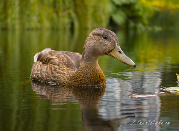 Bird photo from  Vancouver, BC Canada.