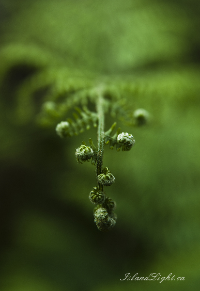 Plant  photo from  Cortes Island, BC Canada.