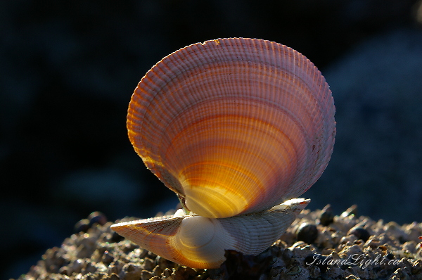 Object picture from  Cortes Island, BC Canada.