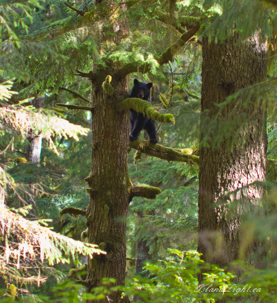 Mammal  picture from Ahta River Bond Sound, BC Canada.