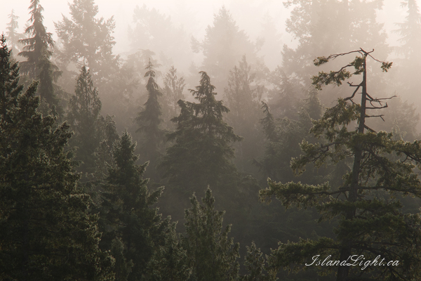   Forest photo