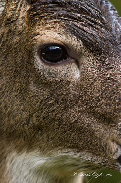 Deer Eye -   photo