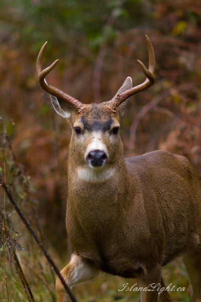 Free