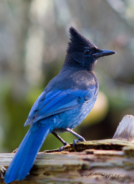 Bird  picture from  Cortes Island, BC Canada.
