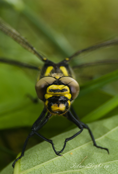 Insect picture from a France,  France.