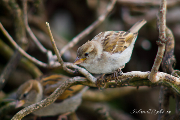 Bird picture from  Paris,  France.