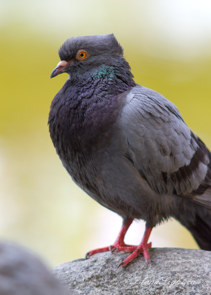 Bird picture from  Vancouver, BC Canada.