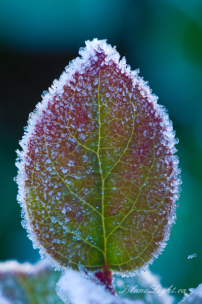 Fortitude -  Salal photo