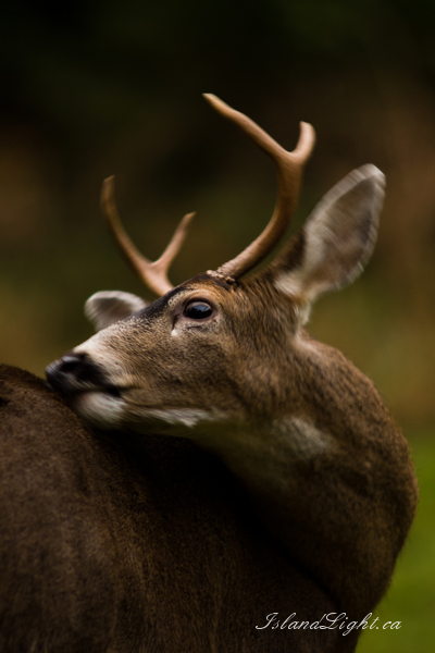   Deer photo