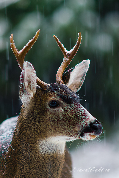   Deer photo