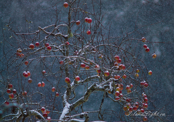   Apple Tree photo