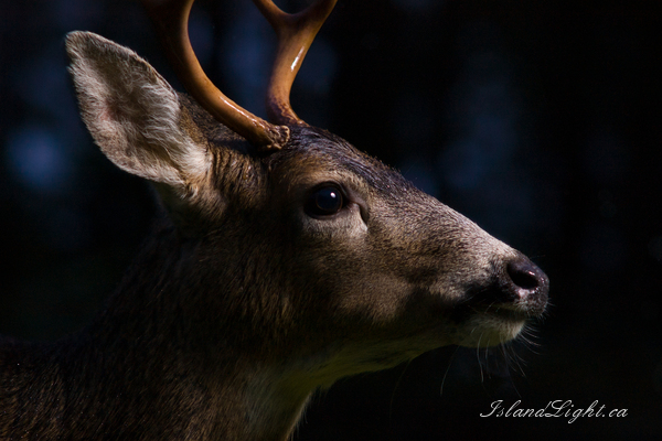   Deer photo