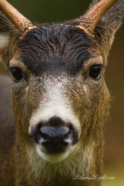   Deer photo