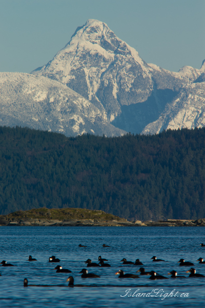   Birds in Wilderness photo