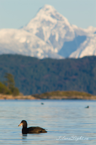 Bird picture from  Desolation Sound, BC Canada.