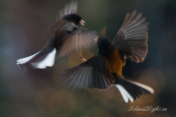 Dueling Junkos ~ Dark Eyed Junco Photo from Cortes Island Canada. (Click to view options.)