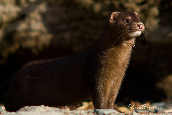 Mammal  picture from Cape Mudge Quadra Island, BC Canada.