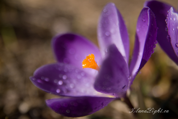 Plant  picture from  Cortes Island, BC Canada.