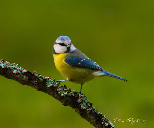 Blue Tit -   photo