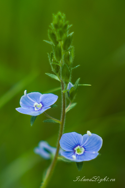 Plant  picture from  Aillevillers, Haute-Saone France.