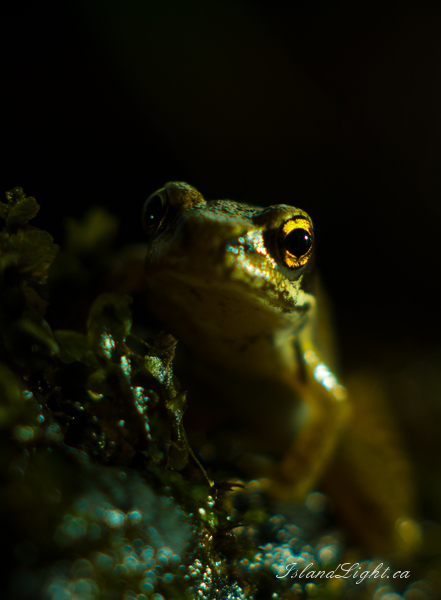   Frog photo