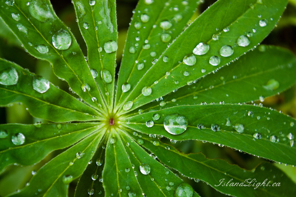 Lupin Star ~ Plant  Photo from Cortes Island Canada. (Click to view options.)