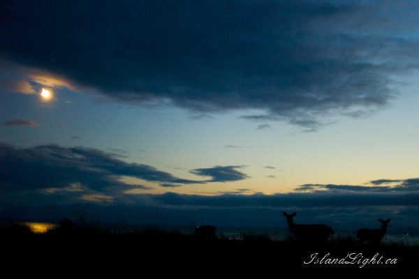   Deer photo