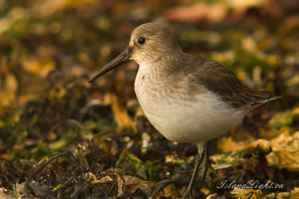 Calidris Alpina ~ Shorebird Photo from Marina Island Canada. (Click to view options.)