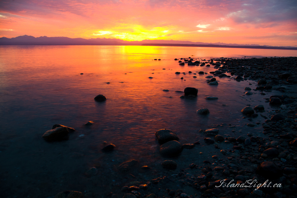 Dunlin ~ Sunset Photo from Cortes Island Canada. (Click to view options.)