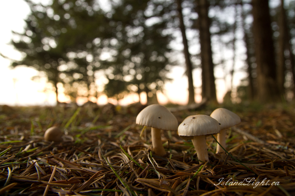   Mushroom photo