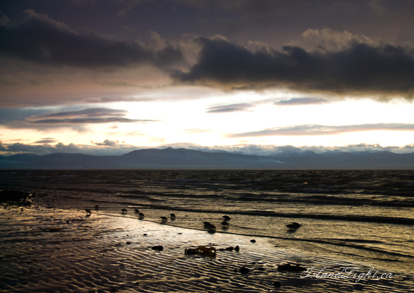 Dunlin ~ Shore Bird Photo from Cortes Island Canada. (Click to view options.)