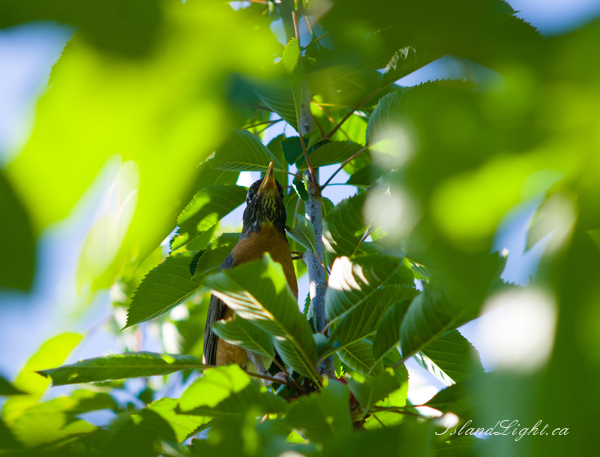   Robin photo