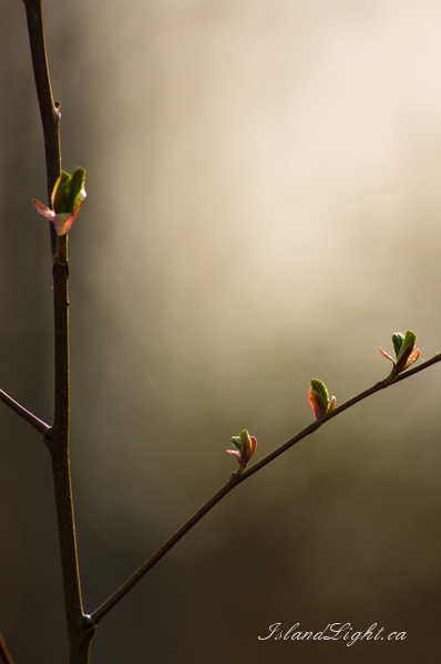   Alder Tree photo