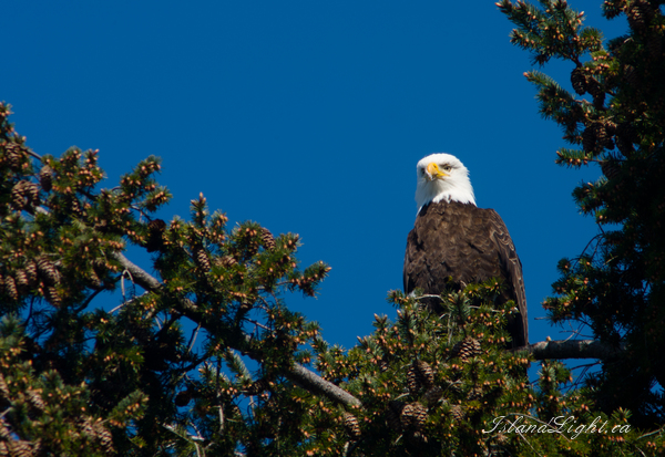 Bird  picture from Smelt Bay Cortes Island, BC Canada.