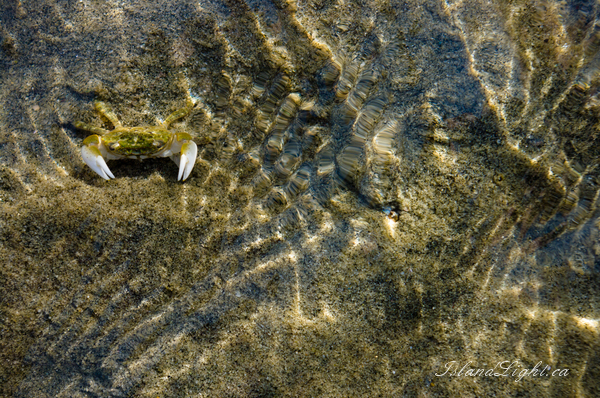 Shore Crab ~ Crab Photo from Cortes Island Canada. (Click to view options.)