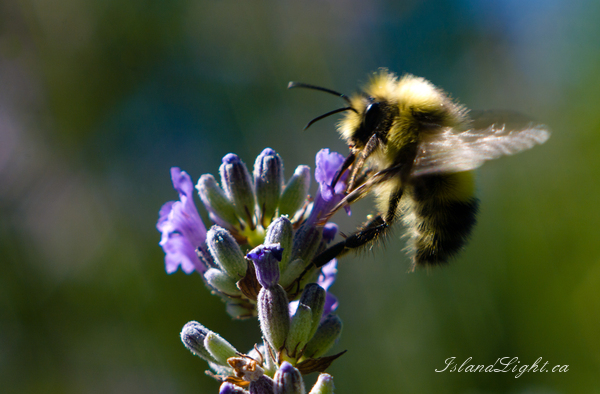 Bee Here Now ~ Bee Photo from Cortes Island Canada. (Click to view options.)