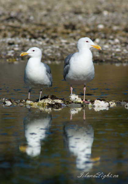   Gull photo