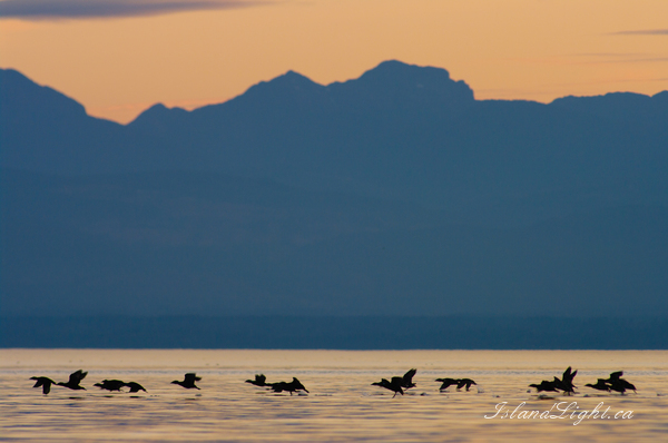 Surf Scotters ~ Scotter Photo from Georgia Strait Canada. (Click to view options.)