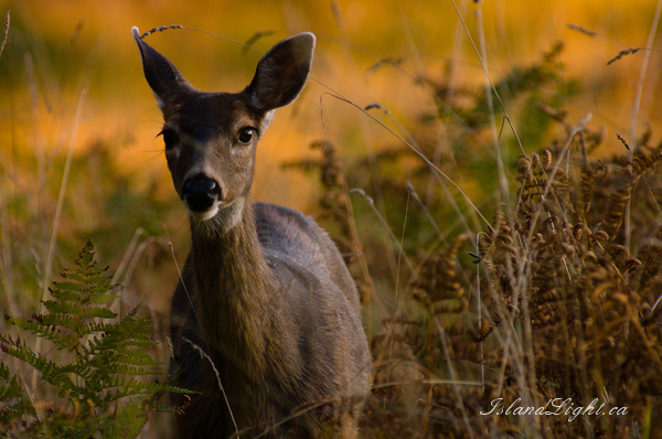   Deer photo