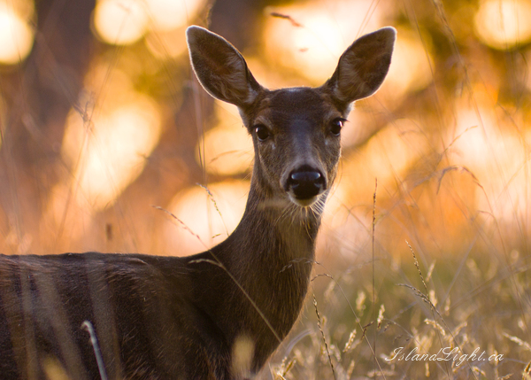   Deer photo
