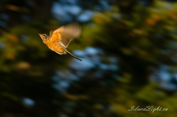   Thrush photo