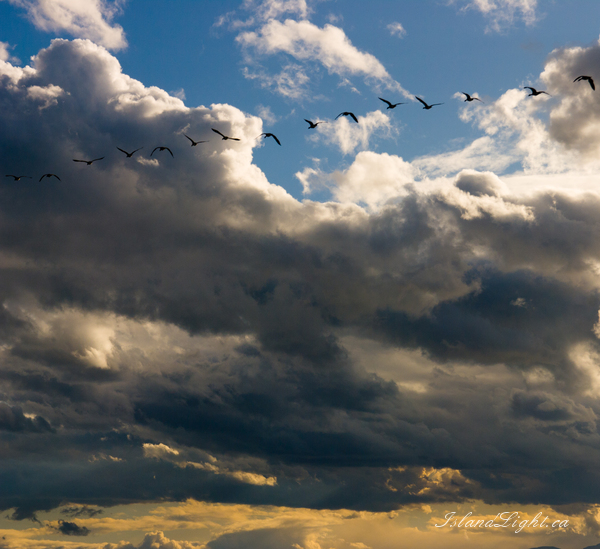   Canada Goose photo