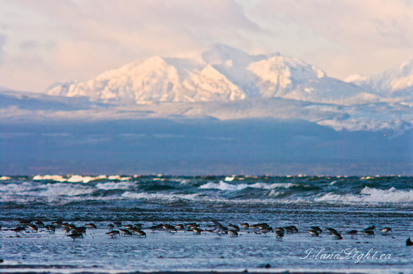   Dunlin photo