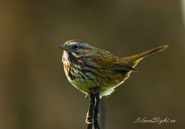 Sparrow Portrait ~ Sparrow Photo from Cortes Island Canada. (Click to view options.)