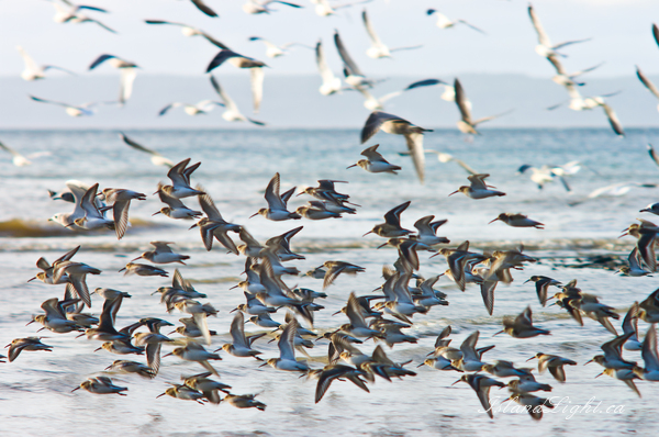 Bird  picture from  Cortes Island, BC Canada.