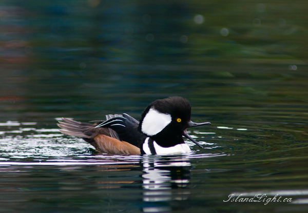   Merganser photo