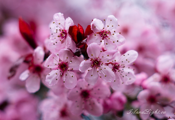 February showers bring March flowers? ~ Flower Photo from Cortes Island Canada. (Click to view options.)