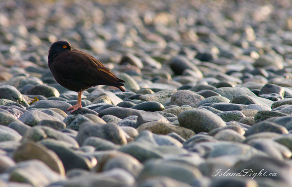   Oystercatcher photo