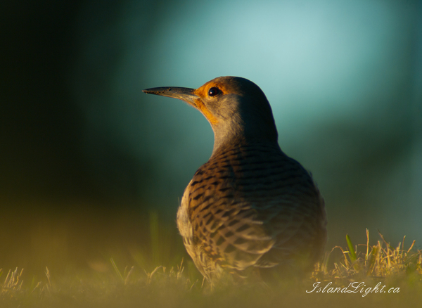   Woodpecker photo